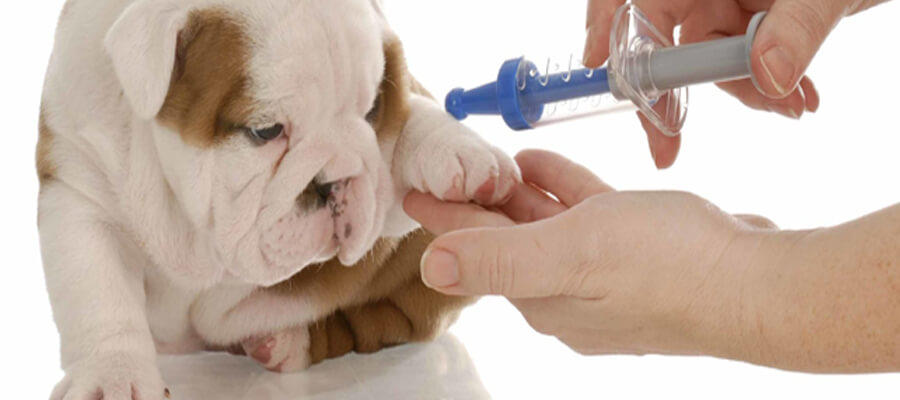 Should You Vaccinate Your Dog? A Vet’s Perspective